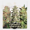 PARADISE SEEDS - Auto Collection #2