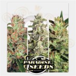PARADISE SEEDS - Auto Collection #2