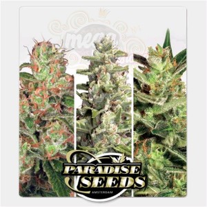PARADISE SEEDS - Auto Collection #2