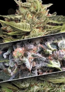 PARADISE SEEDS - Auto Collection #1