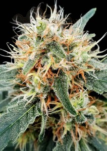PARADISE SEEDS - Stromboli Auto