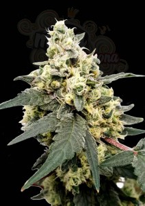 PARADISE SEEDS - Lemonade Auto