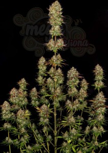 PARADISE SEEDS - Apricot Candy