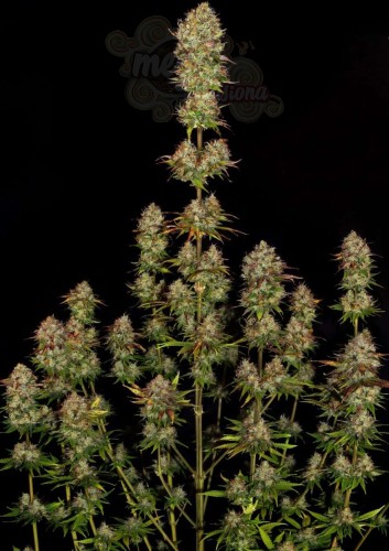 PARADISE SEEDS - Apricot Candy