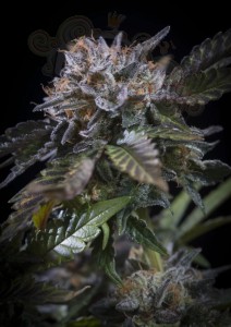 PARADISE SEEDS - White Noise