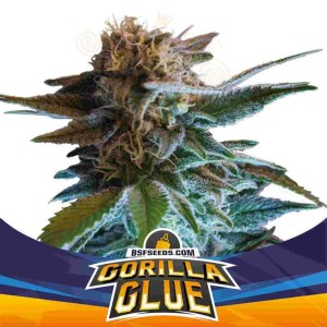 -40% BSF Seeds - Gorilla Glue Auto (2szt)