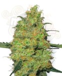 WHITE LABEL - Master Kush