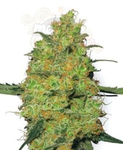 WHITE LABEL - Master Kush