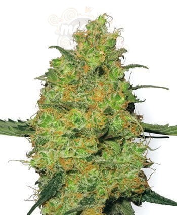 WHITE LABEL - Master Kush