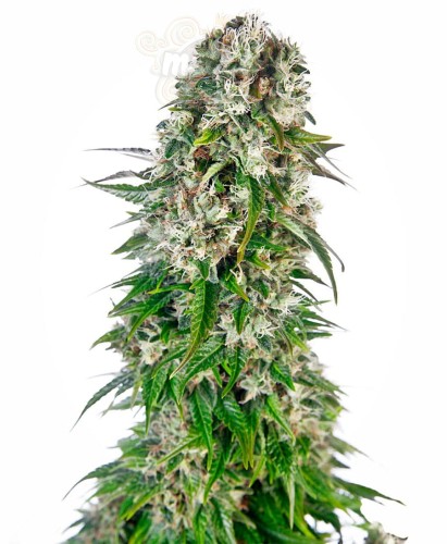 -40% SENSI SEEDS - Big Bud Automatic (5szt)