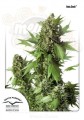 -30% DUTCH PASSION - Auto Duck®  (3szt)