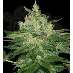 WORLD OF SEEDS - Afghan Kush Early Harvest