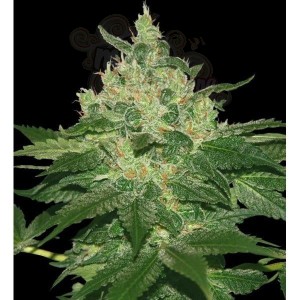 WORLD OF SEEDS - Afghan Kush Early Harvest