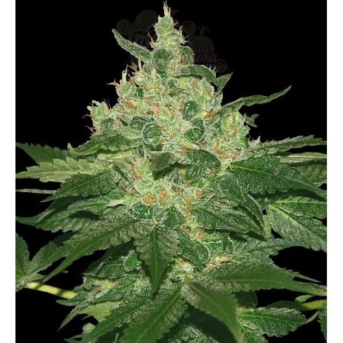 WORLD OF SEEDS - Afghan Kush Early Harvest