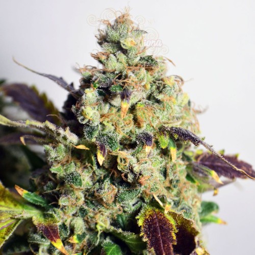 Doctor's Choice - DC Kush Auto 3szt w opakowaniu