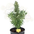 ROYAL QUEEN SEEDS - Quick One Automatic