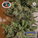 BIG BUDDHA SEEDS - Blue Cheese Automatic