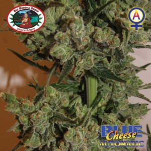 BIG BUDDHA SEEDS - Blue Cheese Automatic