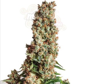 Auto Orange Bud