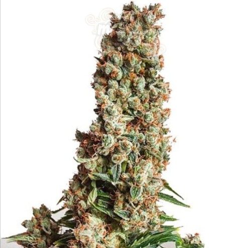 Auto Orange Bud