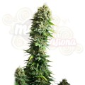 ROYAL QUEEN SEEDS - Fruit Spirit®