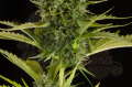 DINAFEM - Kush'n'Cheese Auto