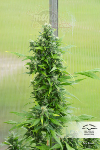 -35% DUTCH PASSION - Auto Duck®  (7szt)