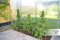 -35% DUTCH PASSION - Auto Duck®  (7szt)