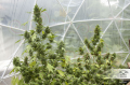 -35% DUTCH PASSION - Auto Duck®  (7szt)