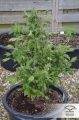 -35% DUTCH PASSION - Auto Duck®  (7szt)