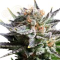 ROYAL QUEEN SEEDS - Fruit Spirit®
