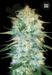 BULK SEED BANK - Auto Amnesia Platinum