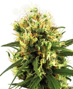WHITE LABEL - White Haze Auto