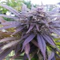 DUTCH PASSION - Blueberry®