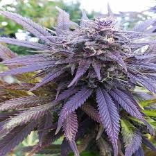DUTCH PASSION - Blueberry®