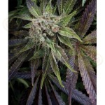 PYRAMID SEEDS - Blue Pyramid