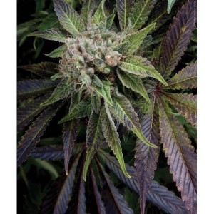 PYRAMID SEEDS - Blue Pyramid
