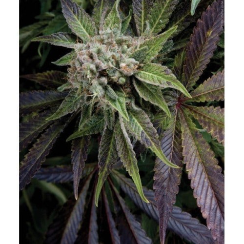 PYRAMID SEEDS - Blue Pyramid