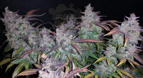 FastBuds - Fastberry Auto (5szt)