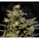 CBD Seeds - A-K