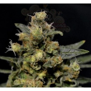 CBD Seeds - A-K