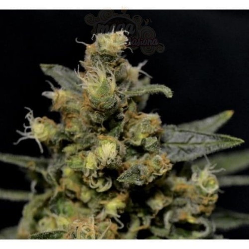 CBD Seeds - A-K