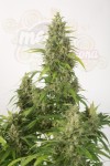 DINAFEM - Haze XXL Auto
