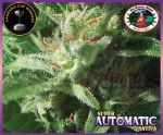 BIG BUDDHA SEEDS - Super Automatic