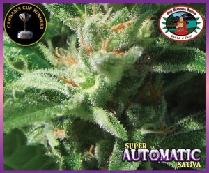 BIG BUDDHA SEEDS - Super Automatic