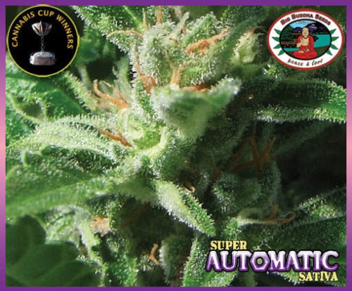 BIG BUDDHA SEEDS - Super Automatic