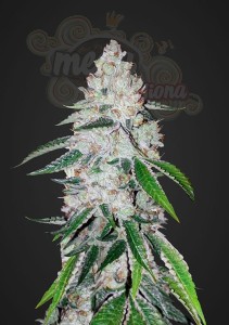 FASTBUDS - West Coast OG Auto (100seeds)