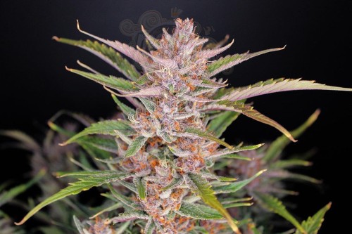 FastBuds - Gorilla Punch Auto (100seeds)