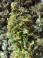 Critical Kush