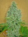 00 SEEDS BANK - Auto Afghan Mass